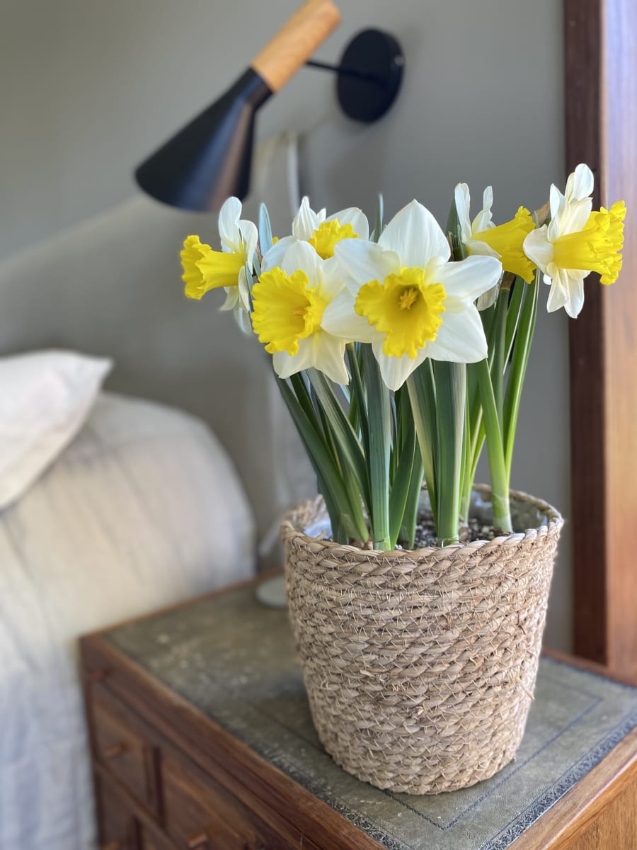 Canasto mediano con narcisos5