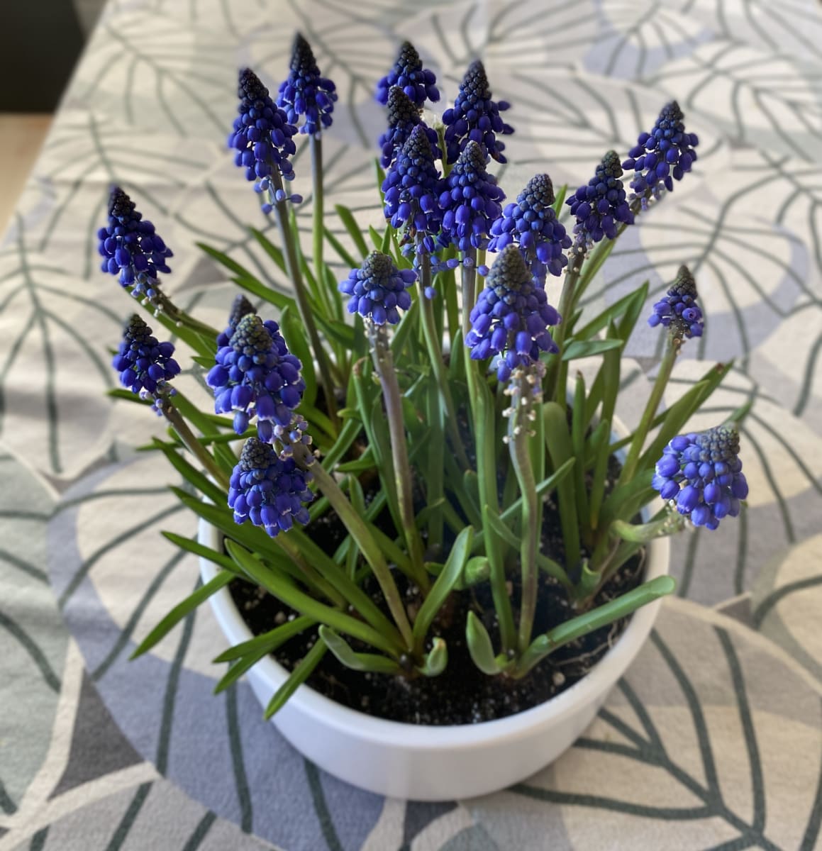 Cerámica mediana con muscari azul3
