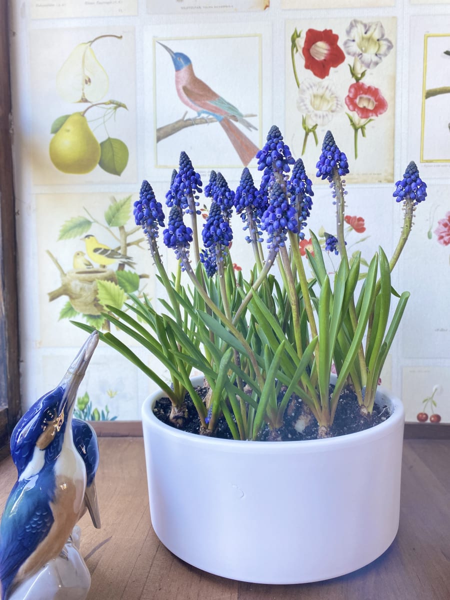 Cerámica mediana con muscari azul5