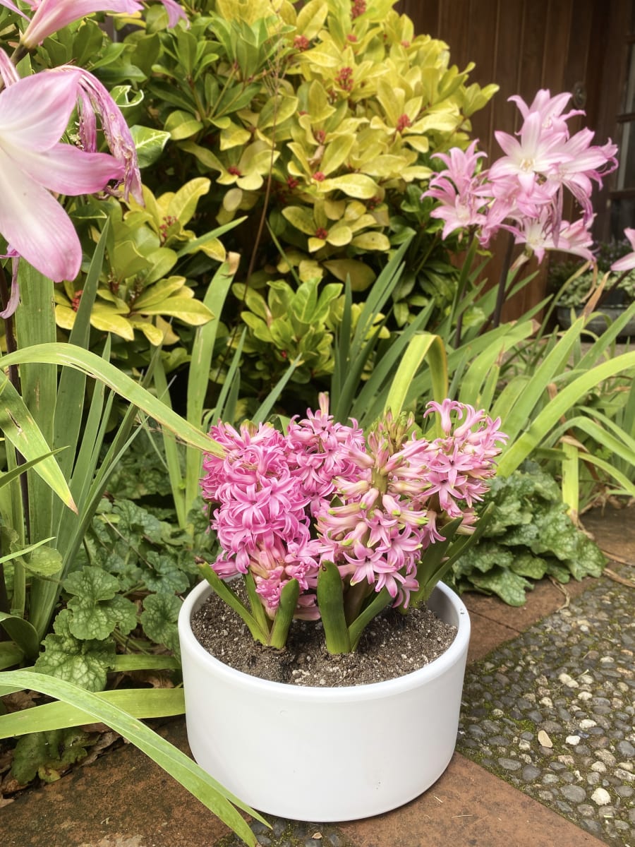 Cerámica mediana con jacintos6