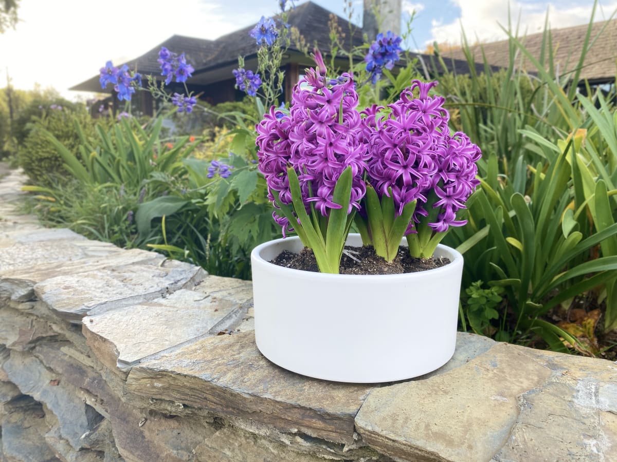 Cerámica mediana con jacintos7