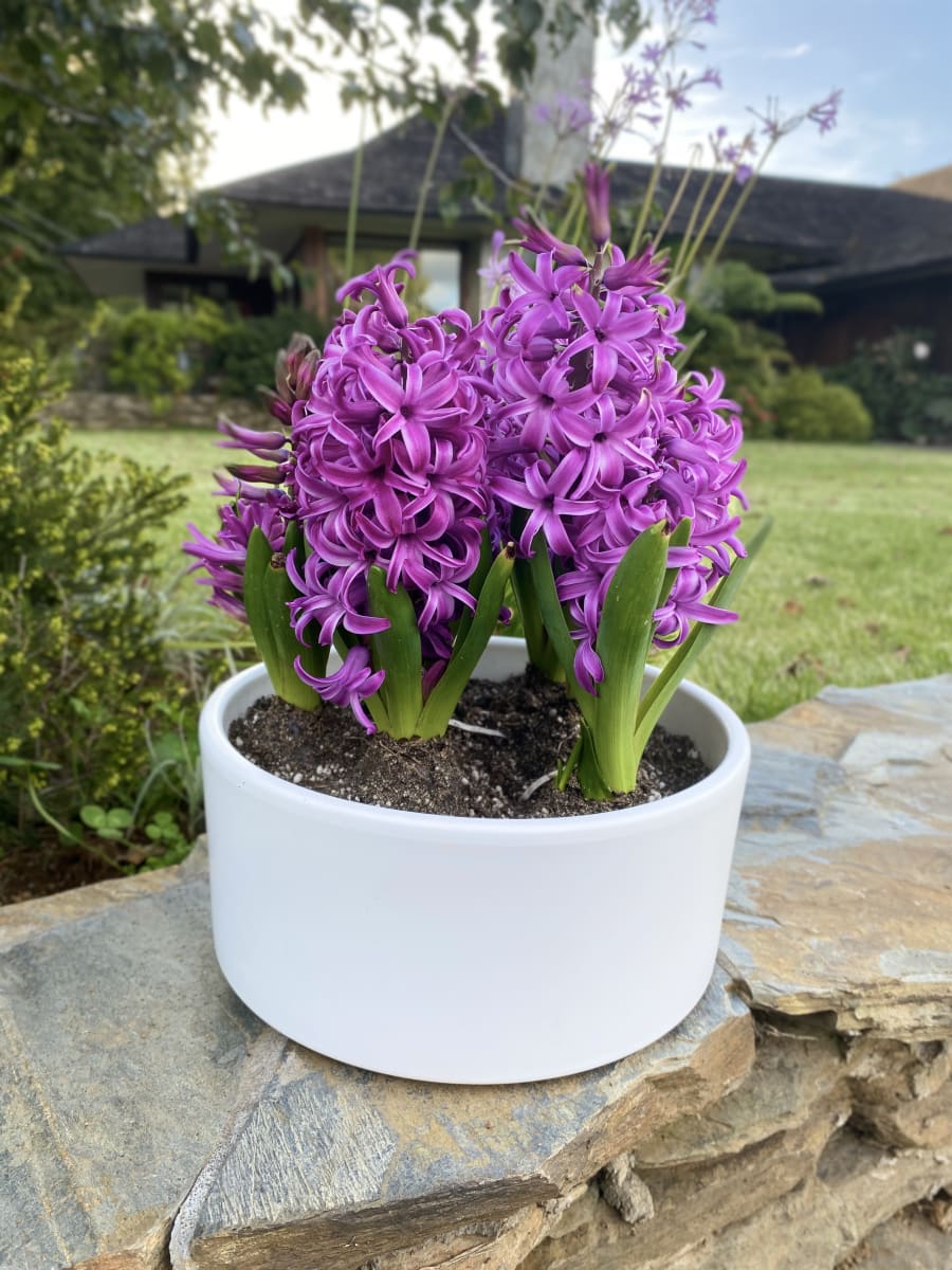 Cerámica mediana con jacintos8