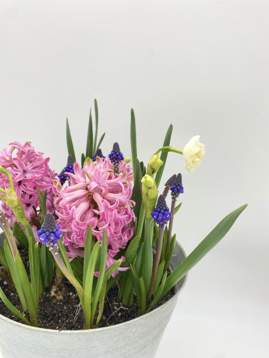 Laton grande mix flores8