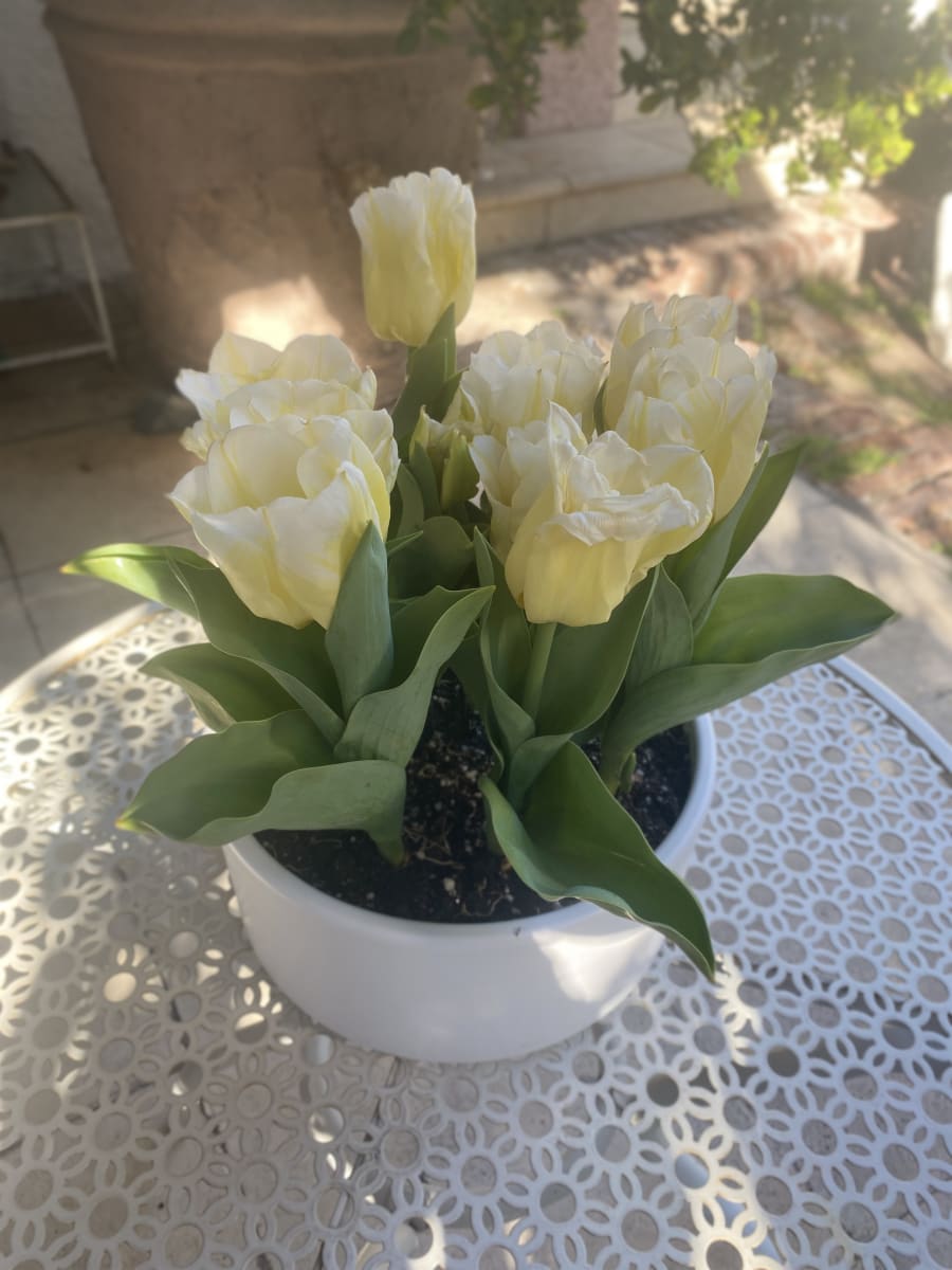 Cerámica Mediana Tulipán4