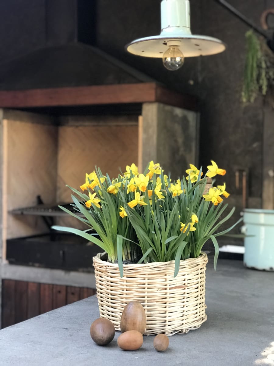 Canasto grande con narcisos3