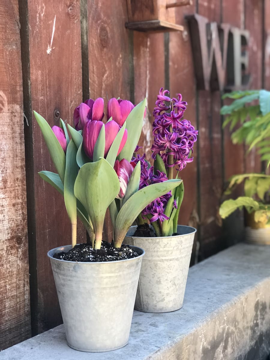 Tulipanes en macetero de latón8