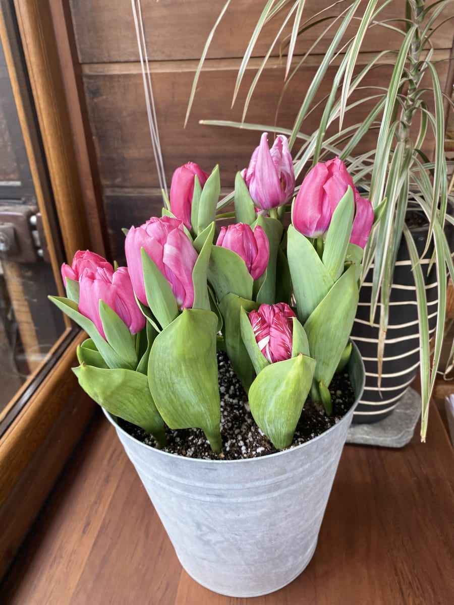 Laton grande con tulipanes15