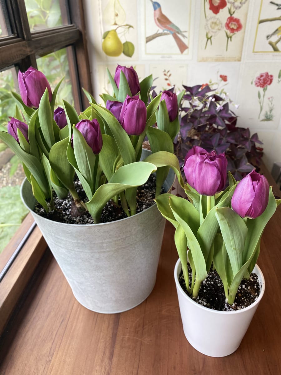 Laton grande con tulipanes16