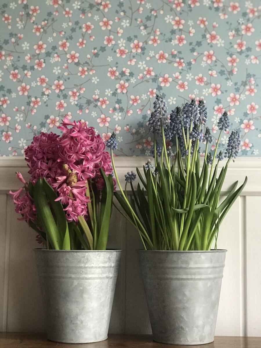 Muscari azul en macetero de latón3