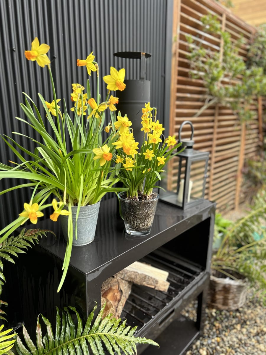 Narcisos en macetero de latón9