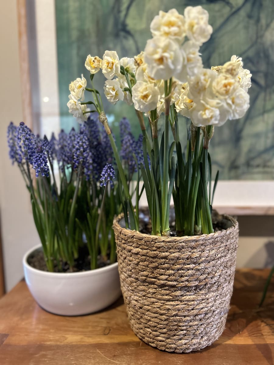 Canasto mediano con narcisos4
