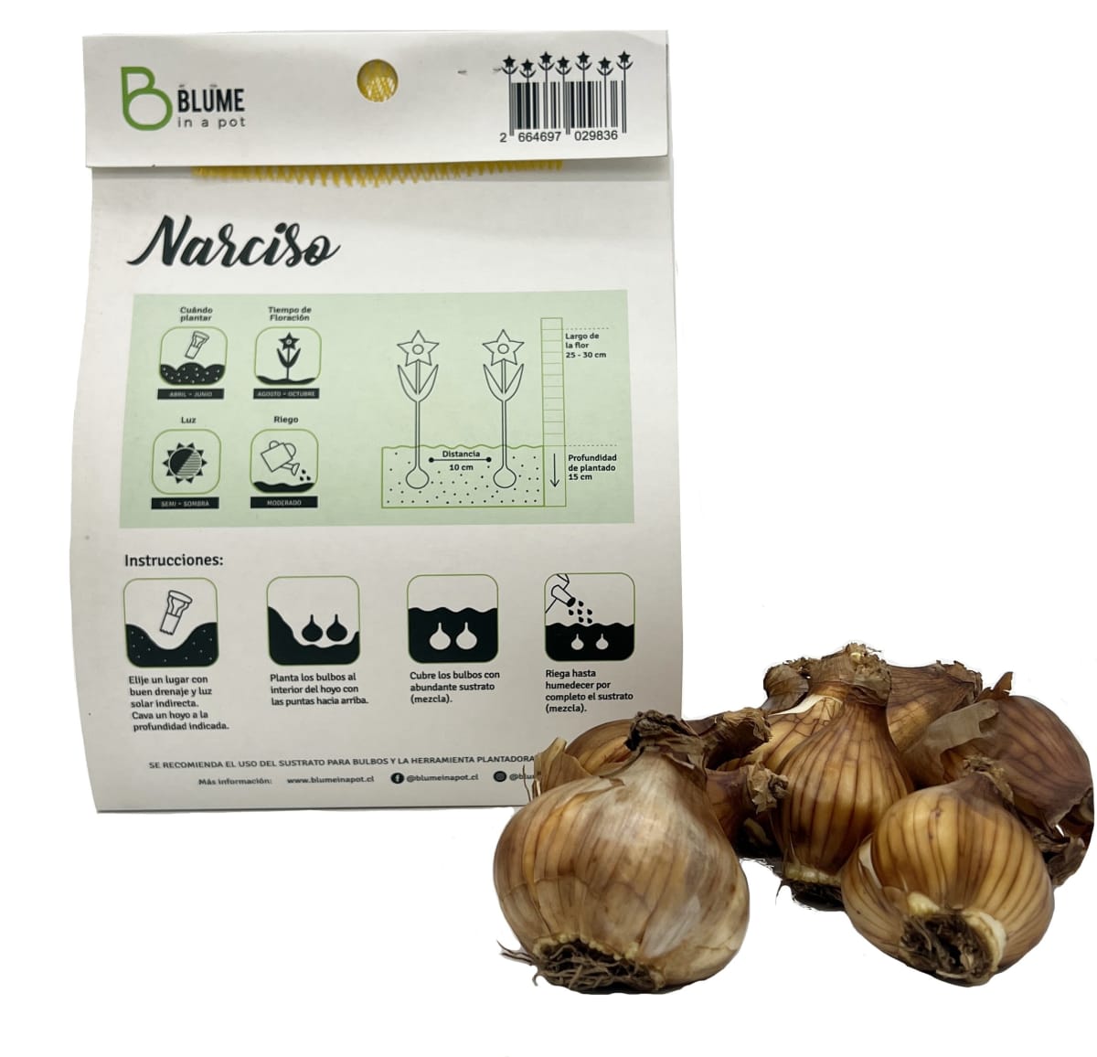 Pack 7 Bulbos Narciso2
