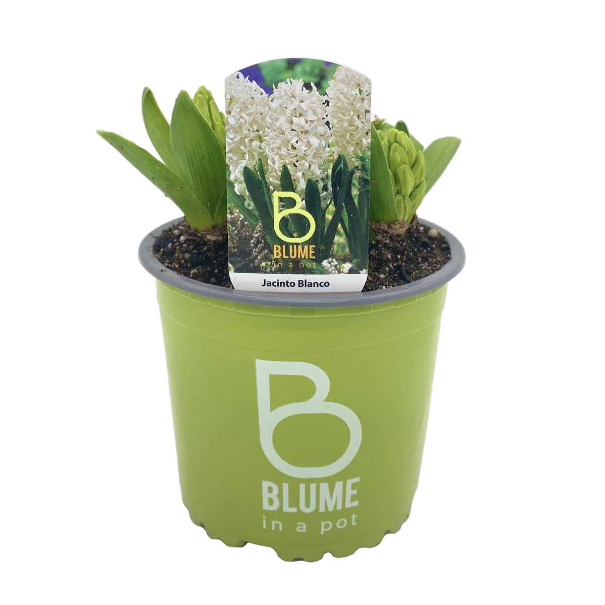 Jacintos en macetero plástico2