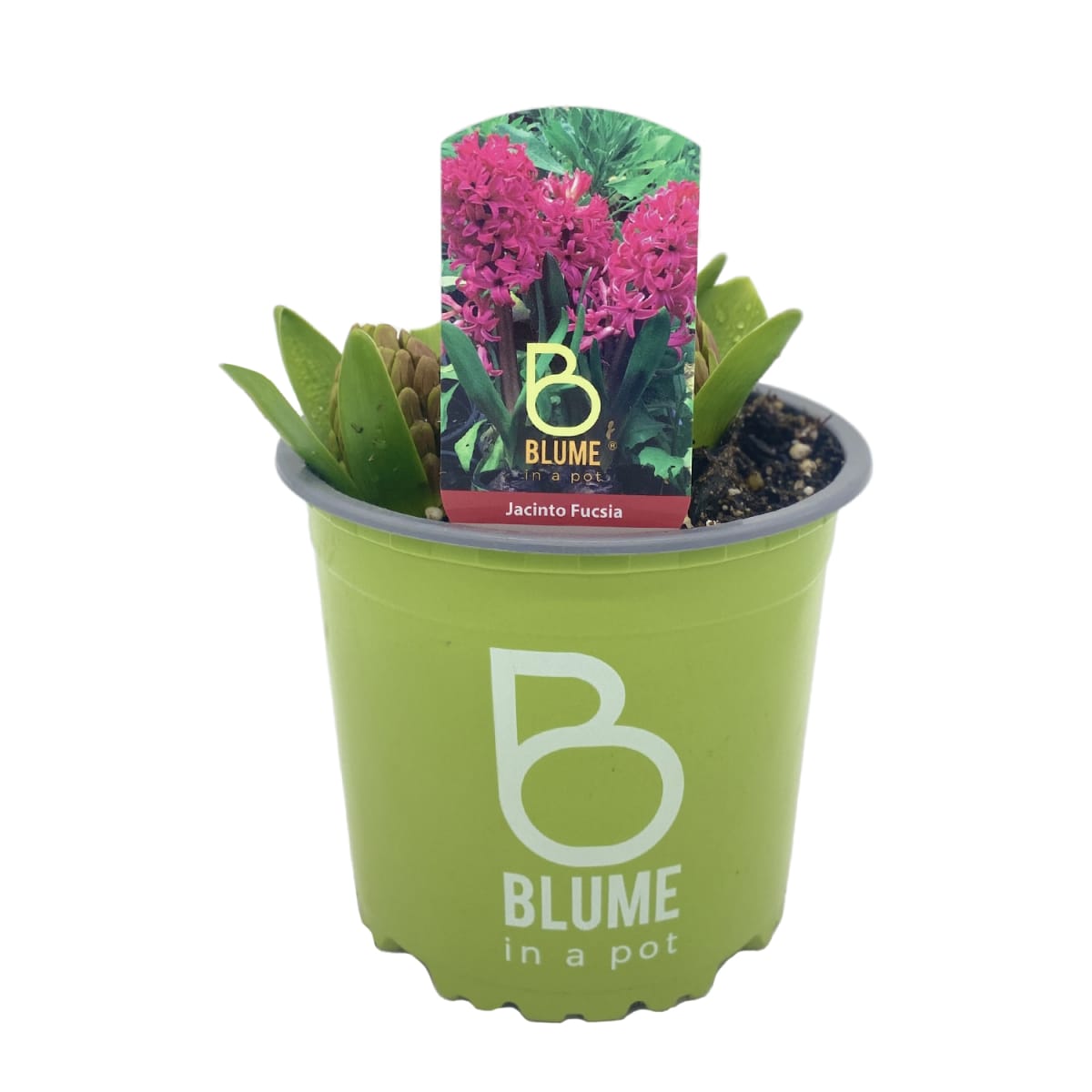 Jacintos en macetero plástico3