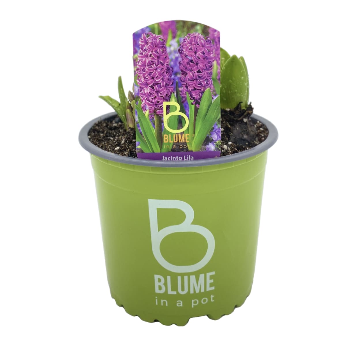 Jacintos en macetero plástico1