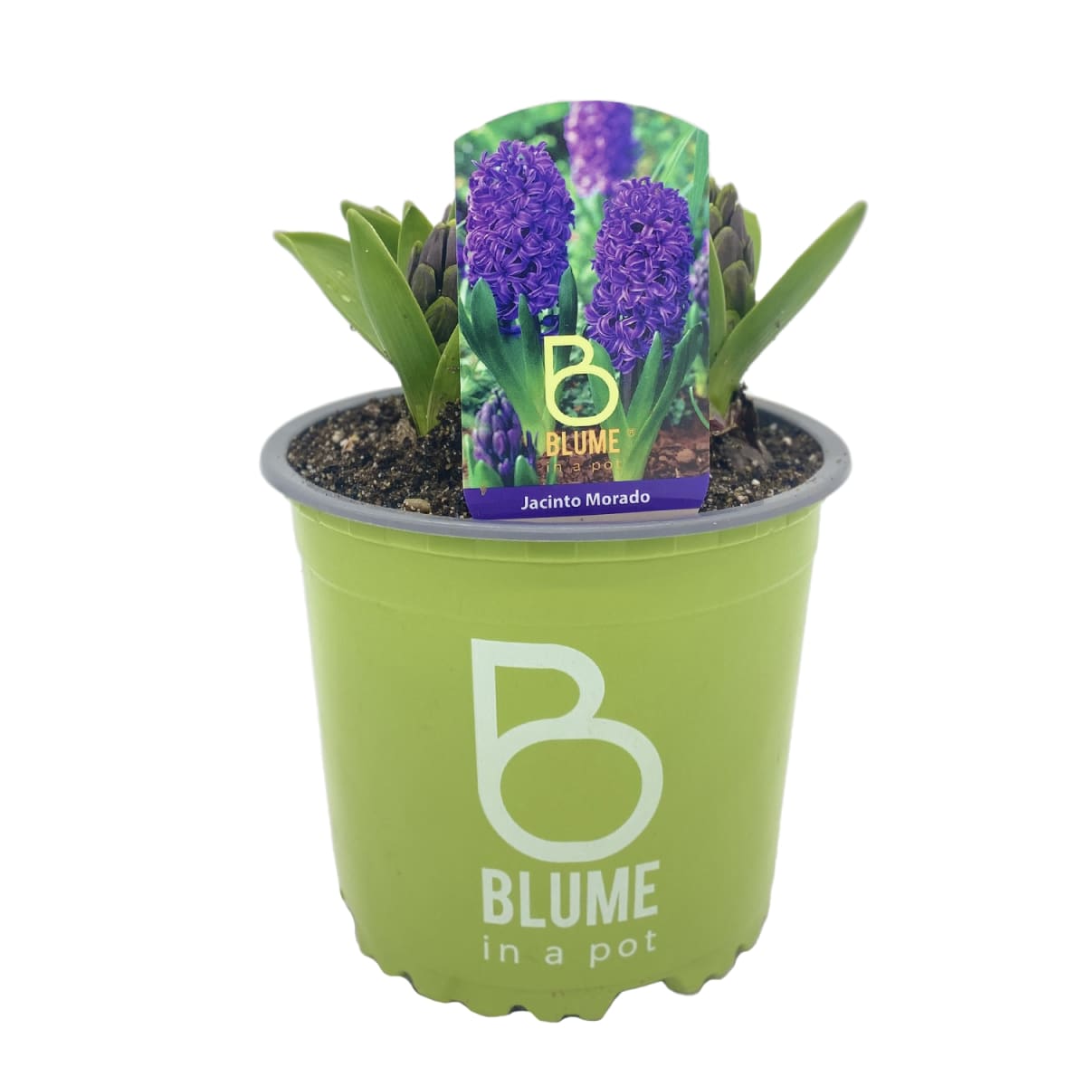 Jacintos en macetero plástico4