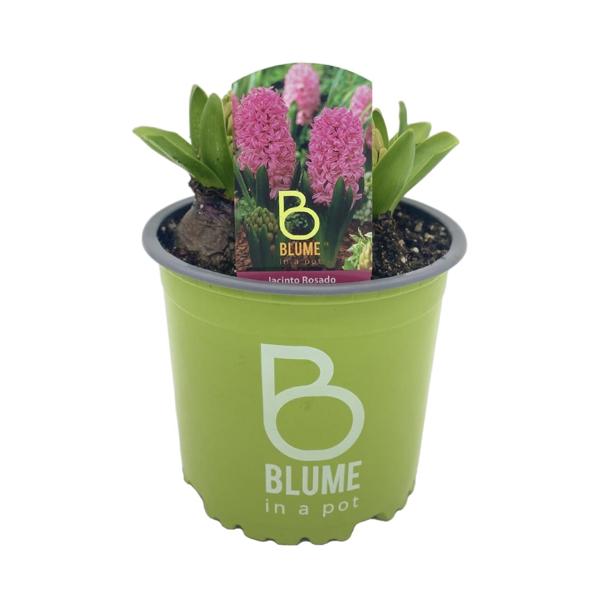 Jacintos en macetero plástico5