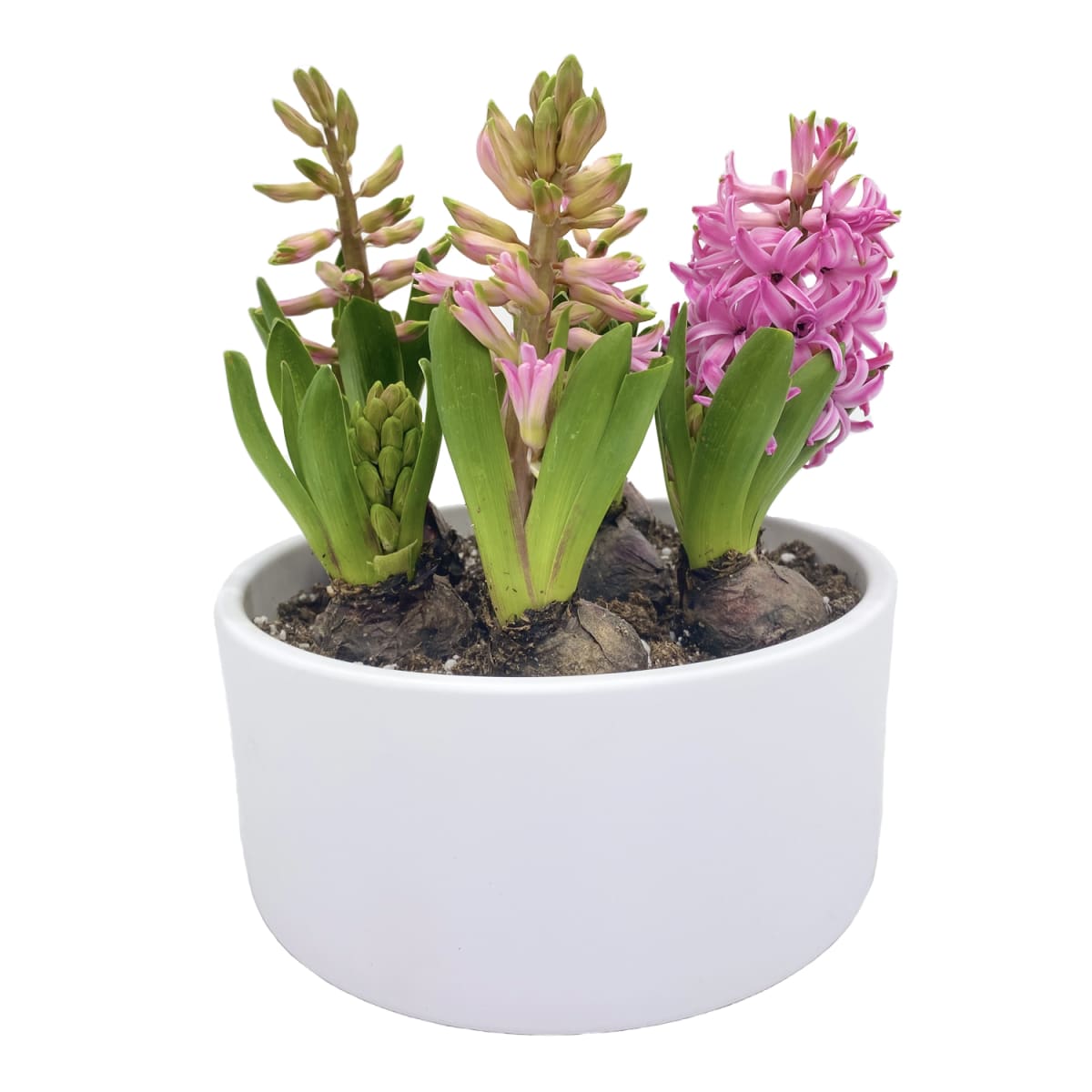 Cerámica mediana con jacintos4