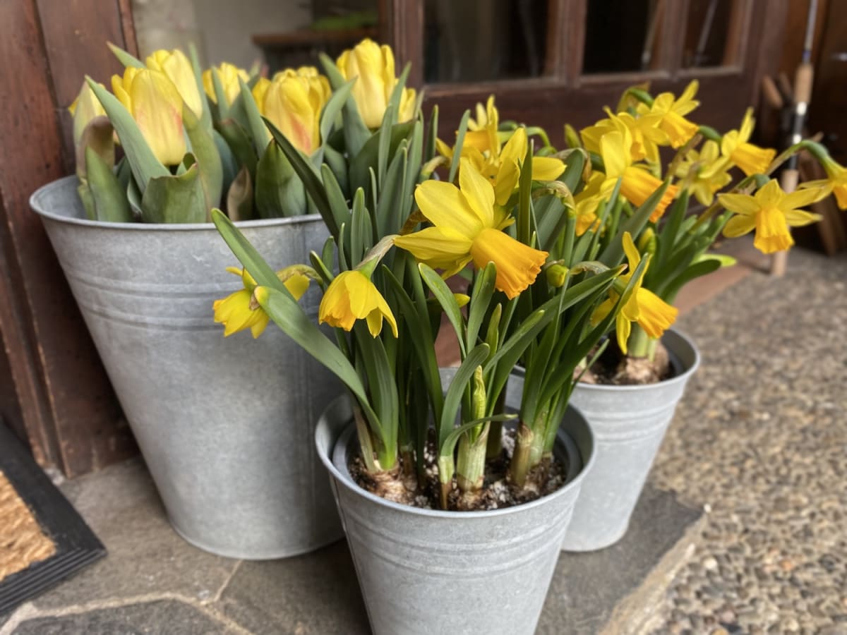 Latón grande con narcisos4