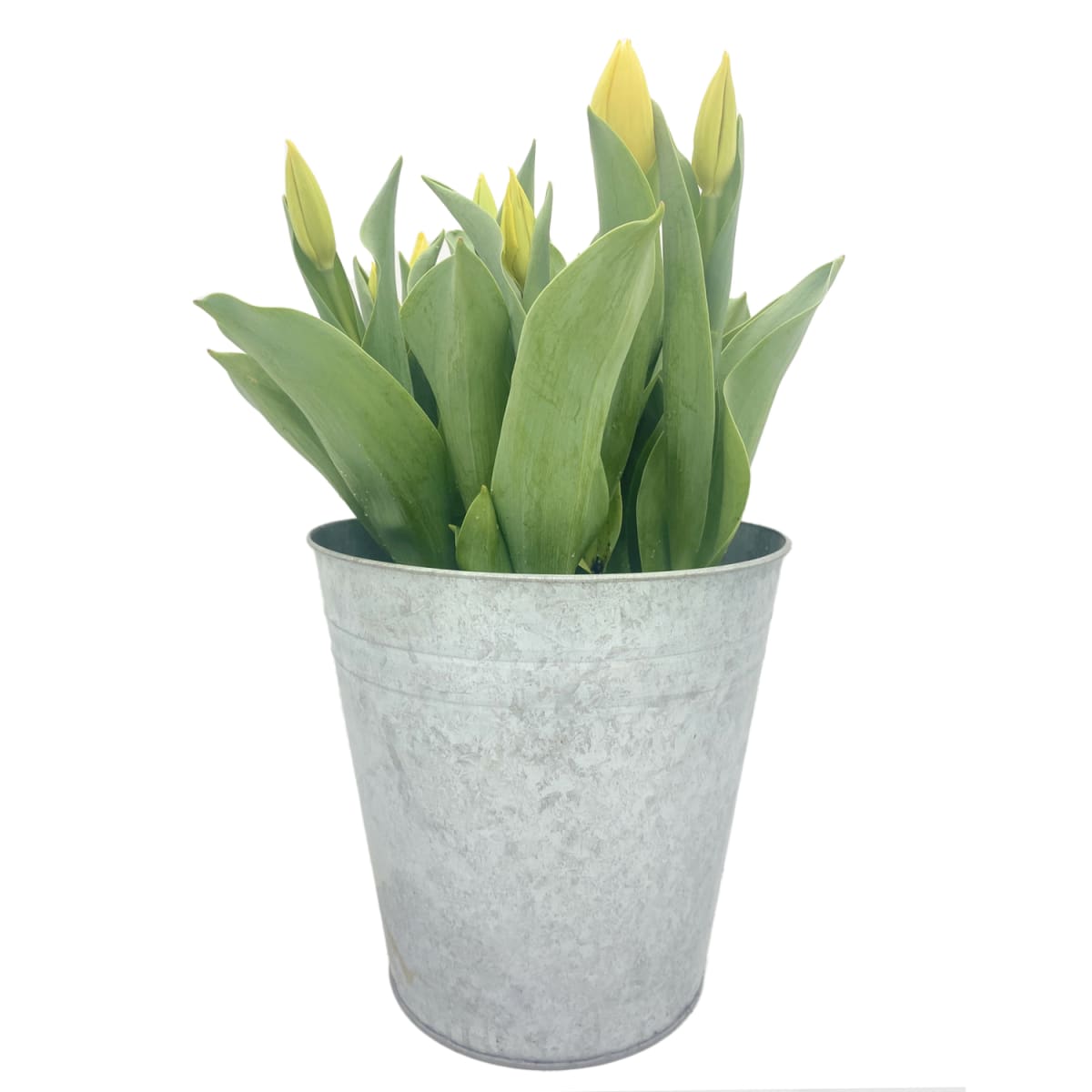 Laton grande con tulipanes4