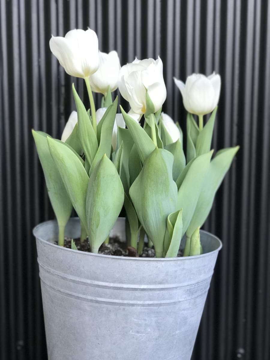 Laton grande con tulipanes11