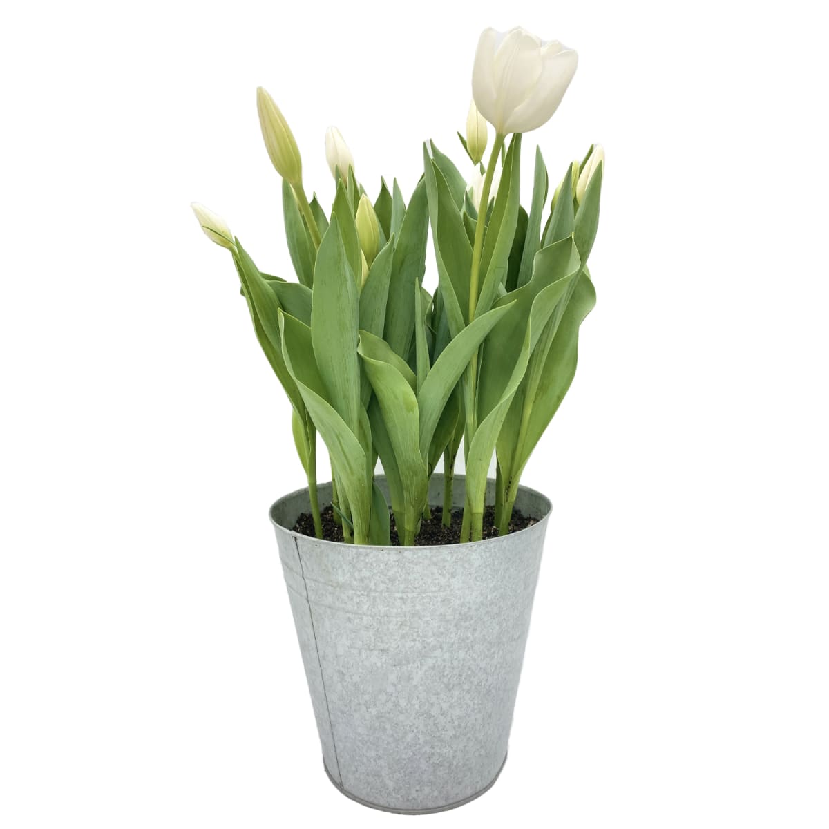 Laton grande con tulipanes3