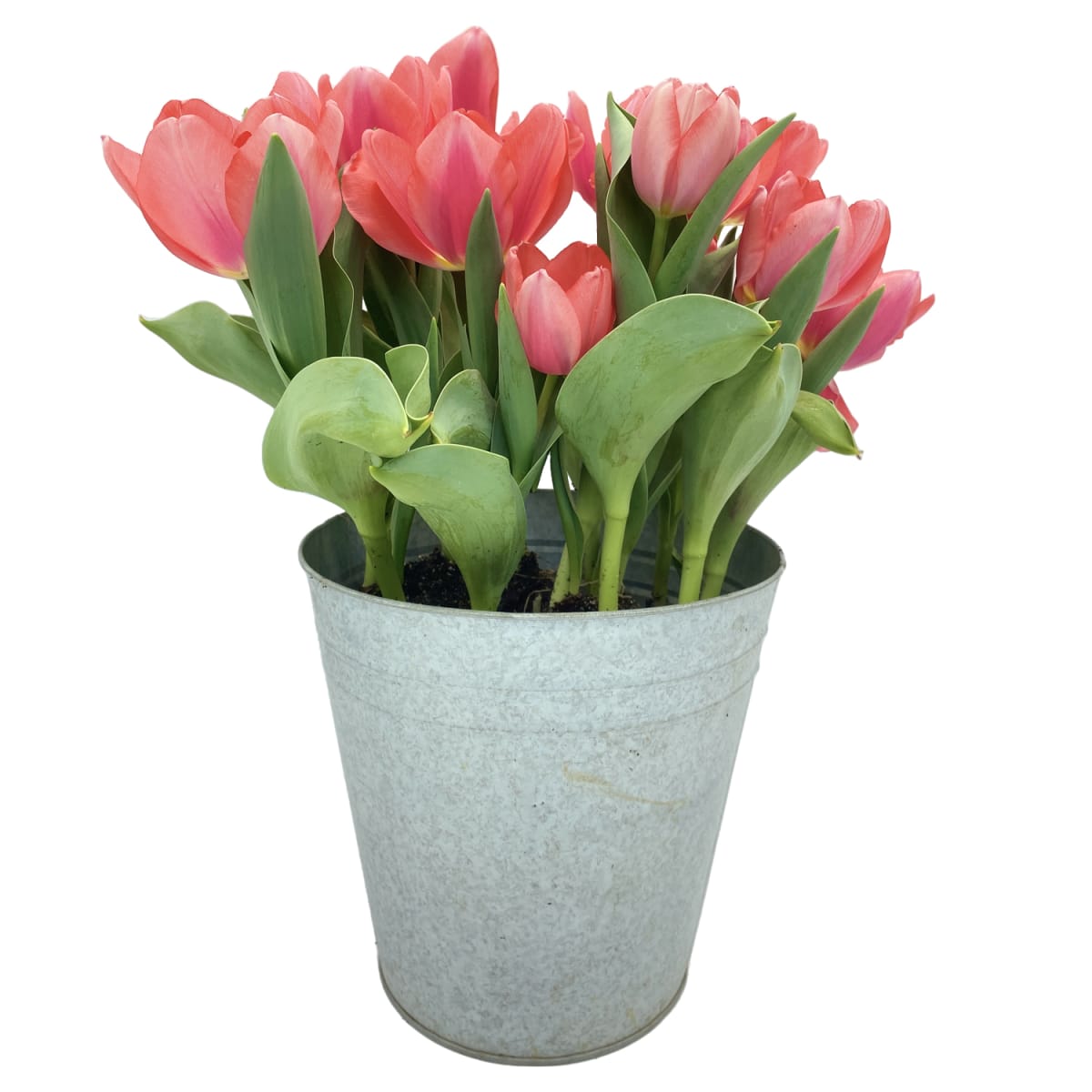 Laton grande con tulipanes2