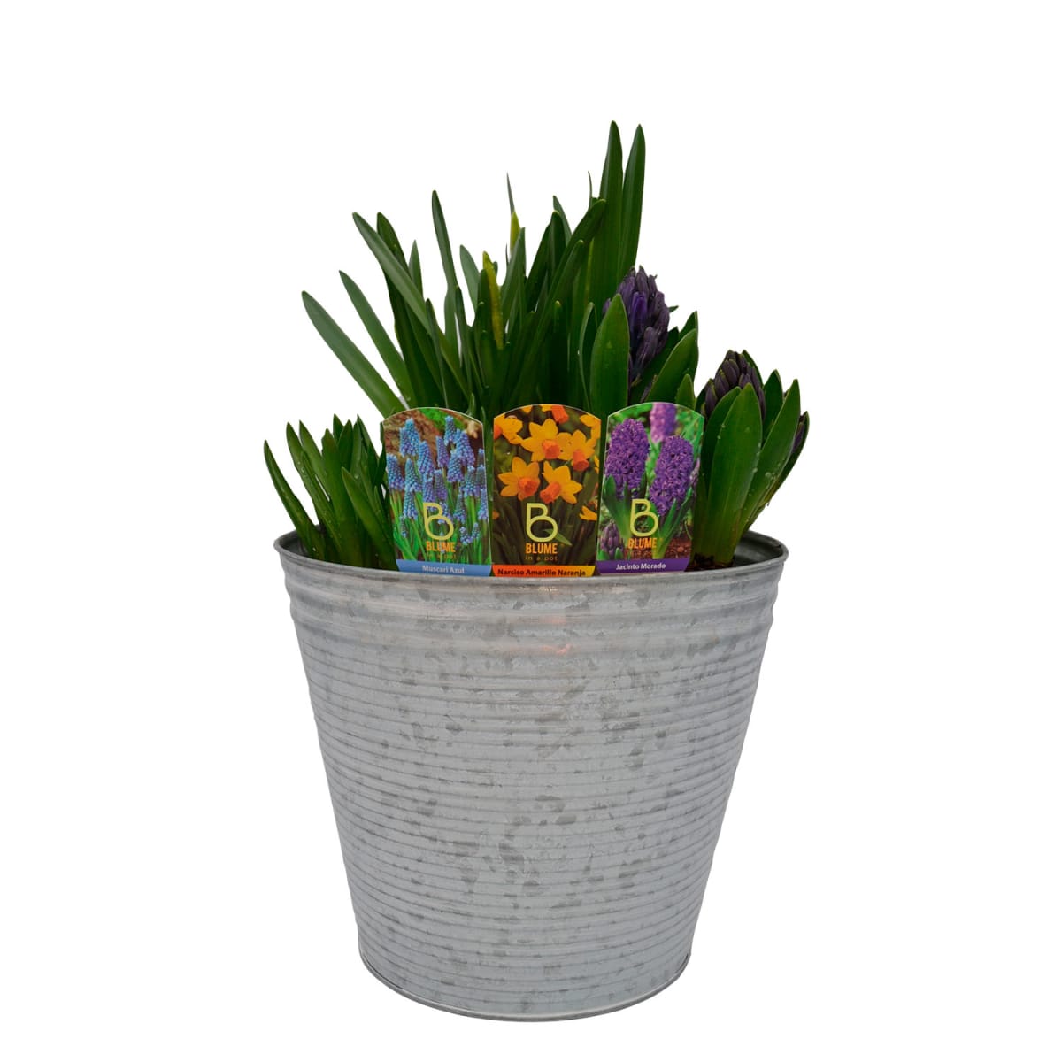 Laton grande mix flores1