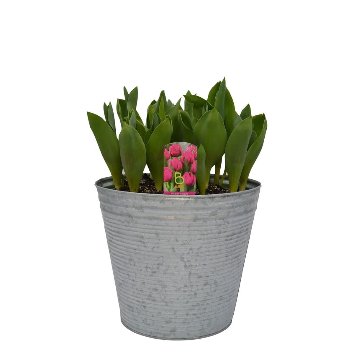 Laton grande con tulipanes9