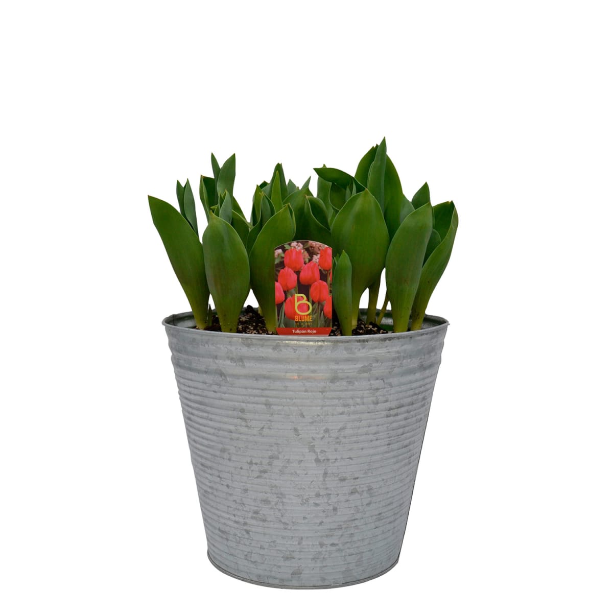 Laton grande con tulipanes7