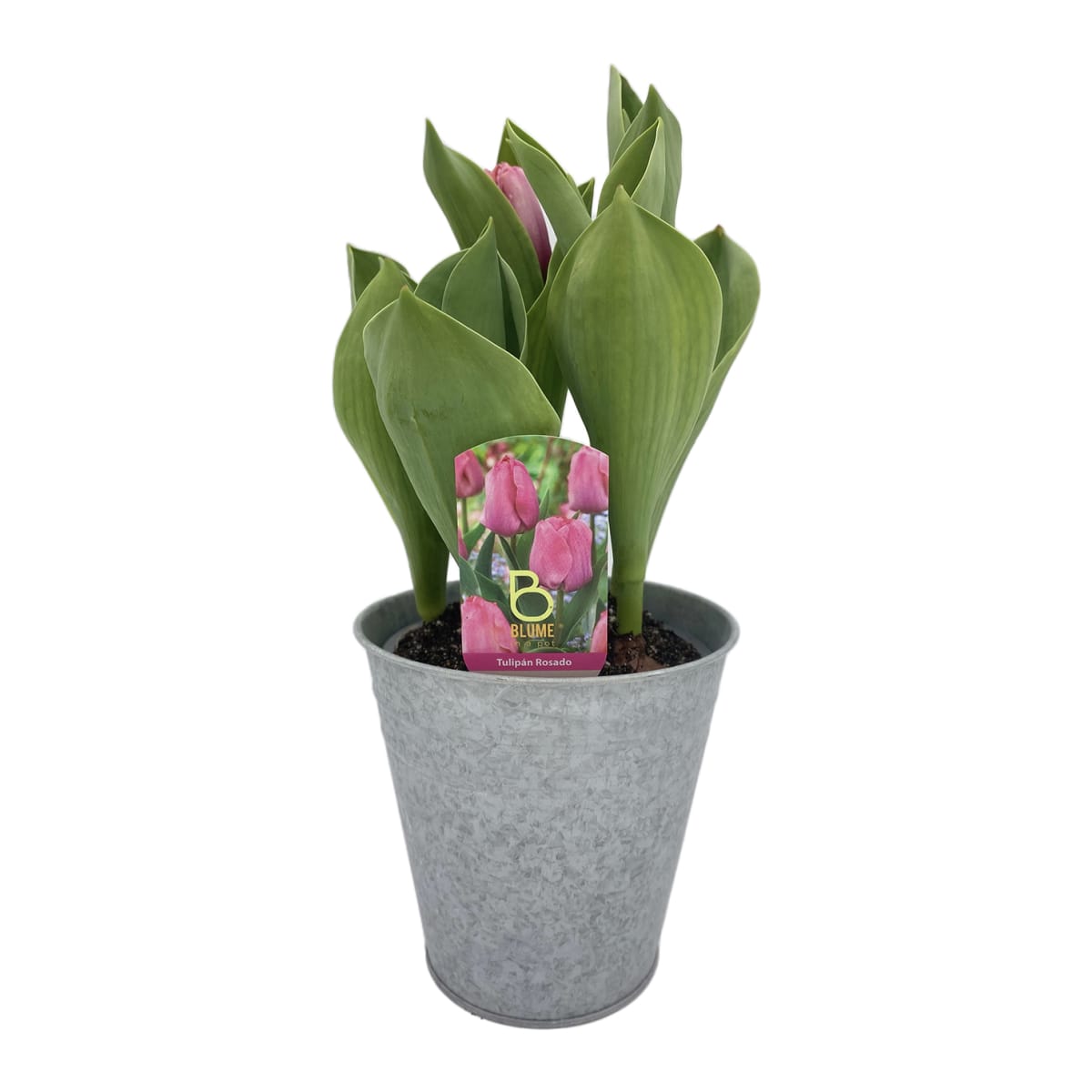 Tulipanes en macetero de latón5