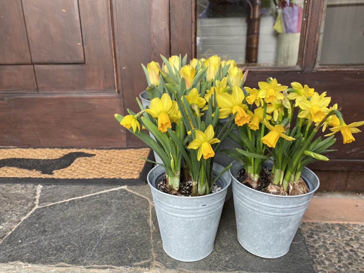 Narcisos en macetero de latón11