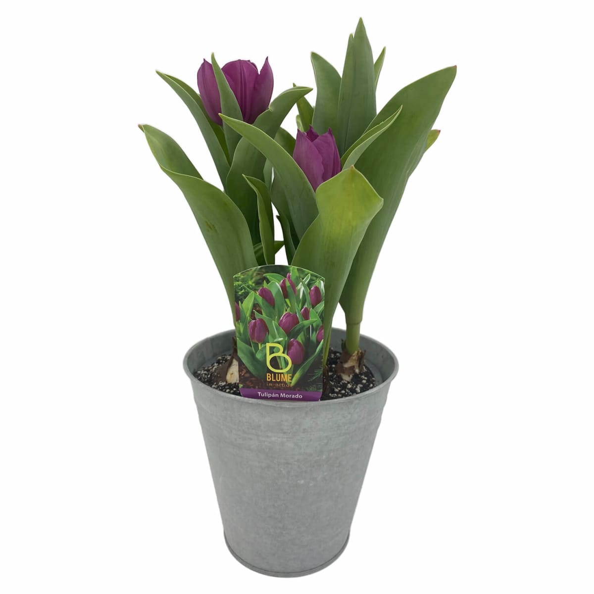 Tulipanes en macetero de latón6