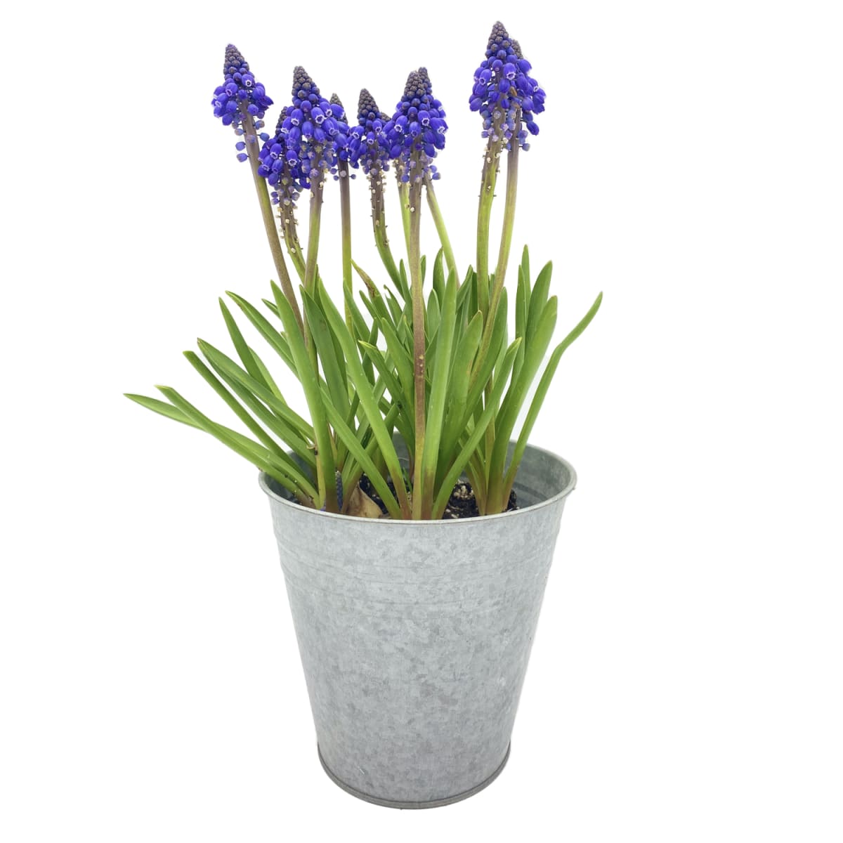 Muscari azul en macetero de latón2