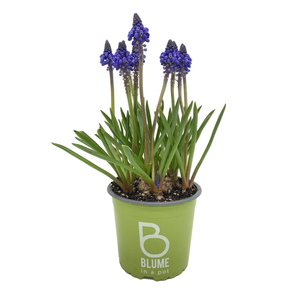 Muscari azul en macetero plástico2