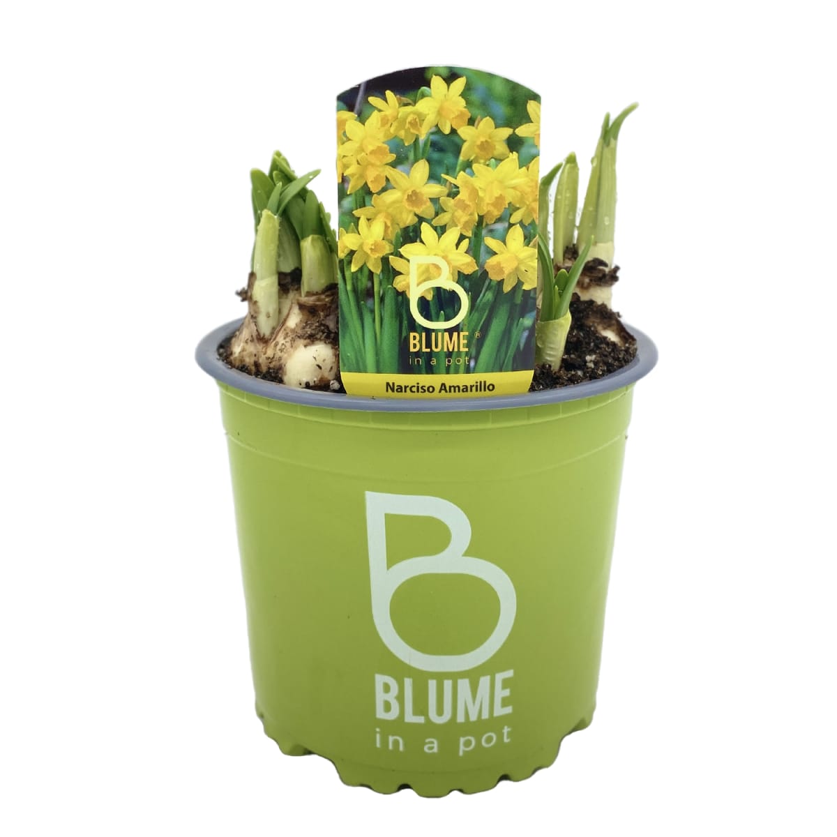 Narcisos en macetero plástico1