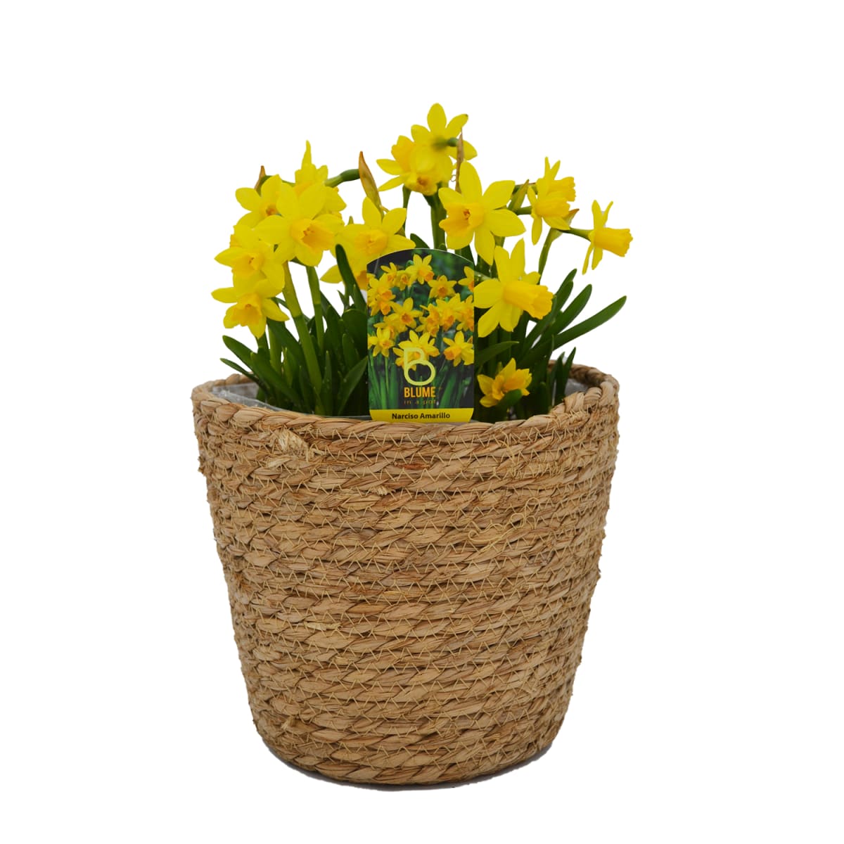 Canasto mediano con narcisos1