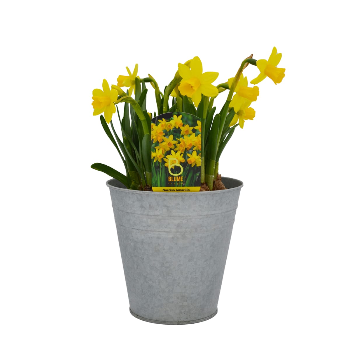 Narcisos en macetero de latón1