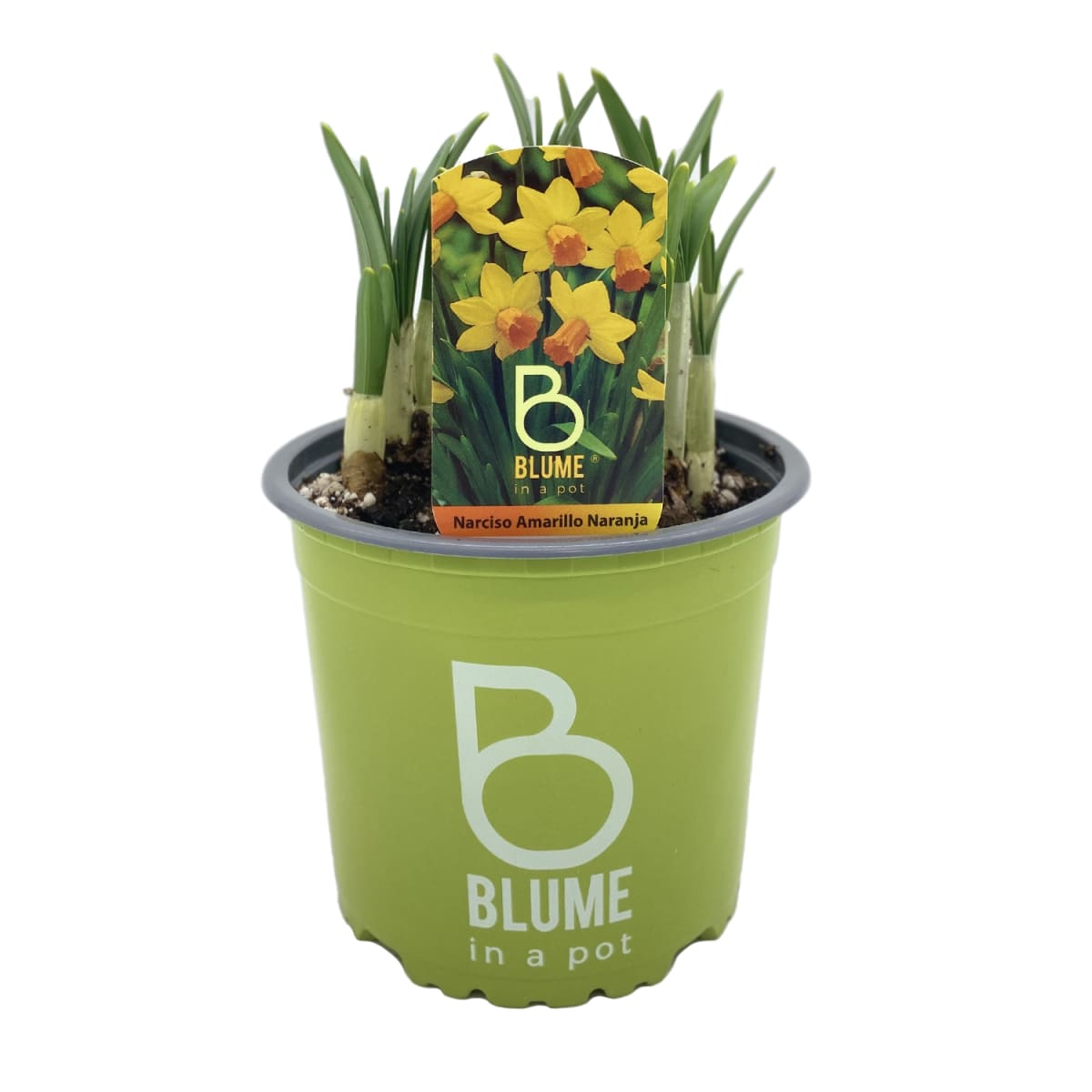 Narcisos en macetero plástico2