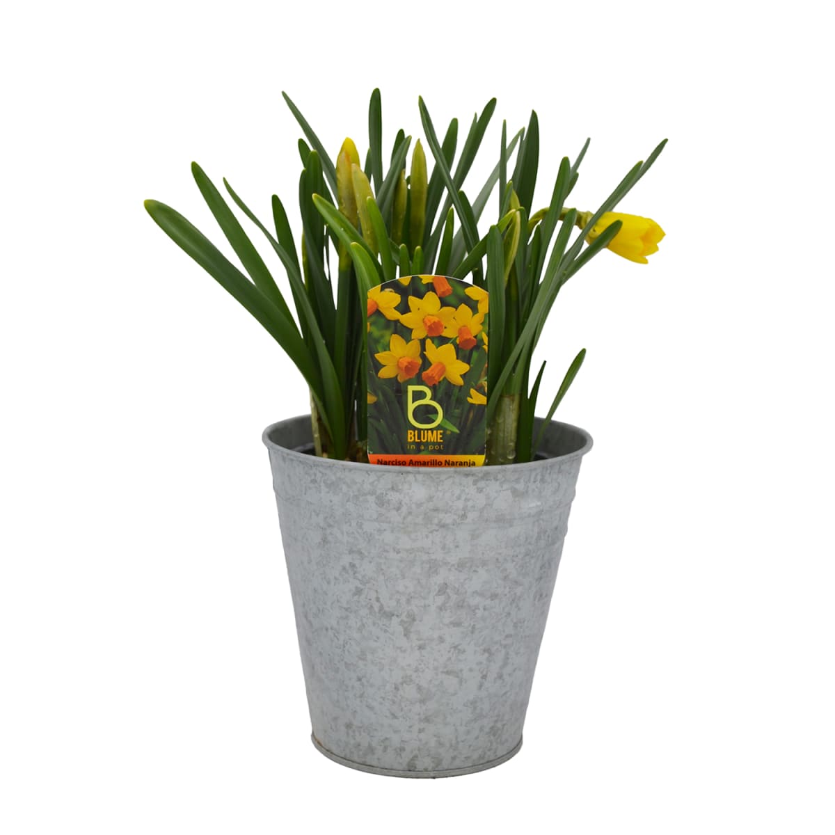 Narcisos en macetero de latón2