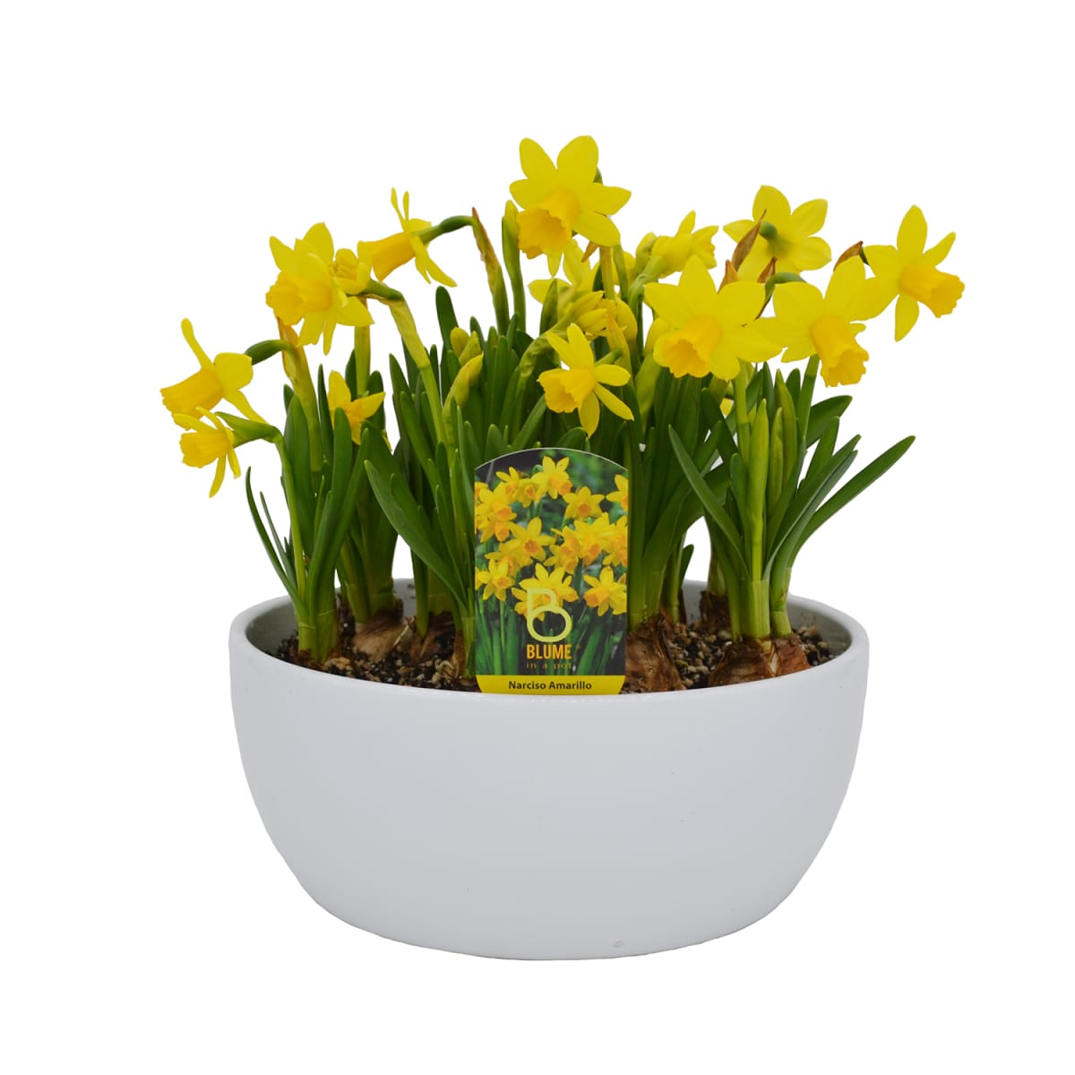 Cerámica mediana con narcisos1
