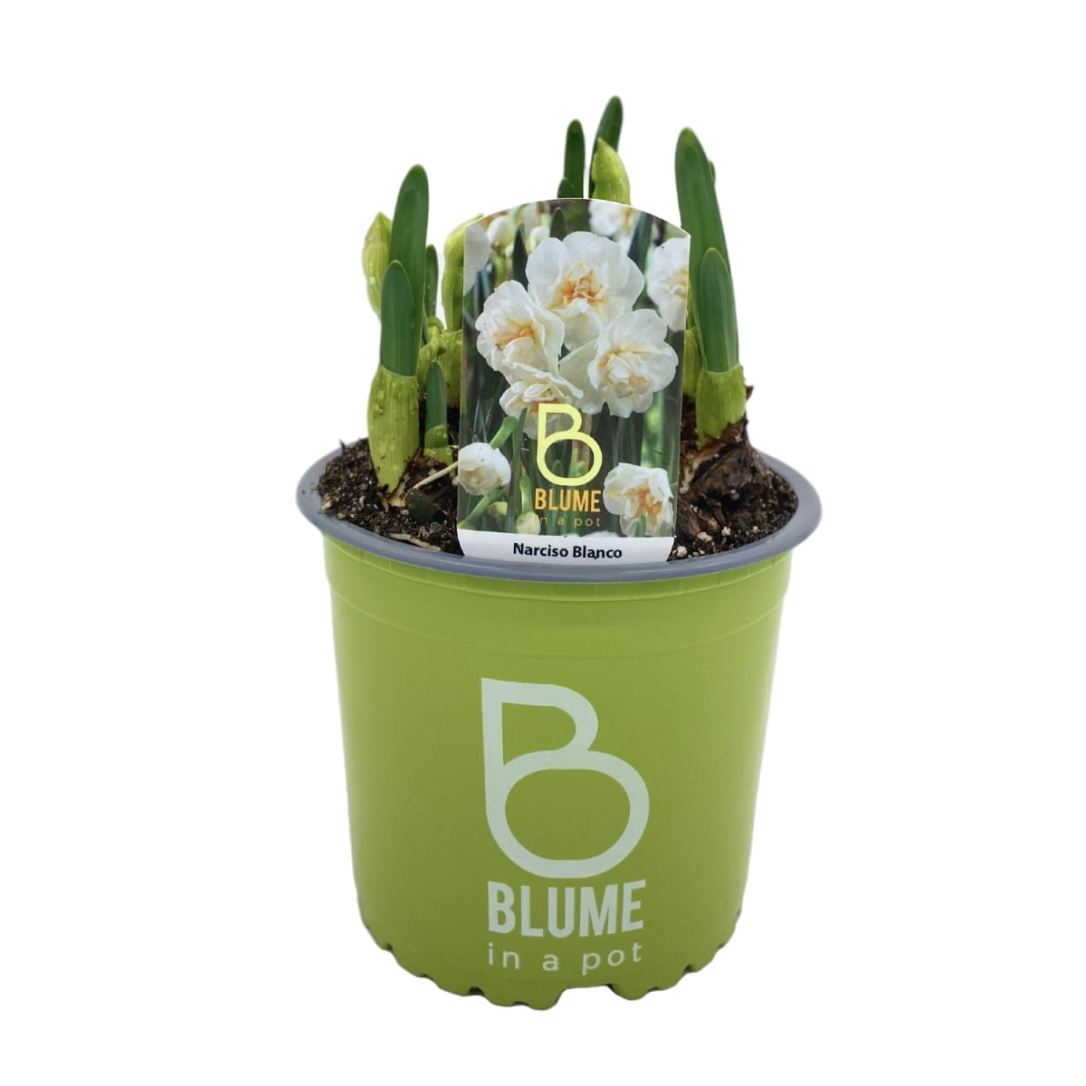 Narcisos en macetero plástico3