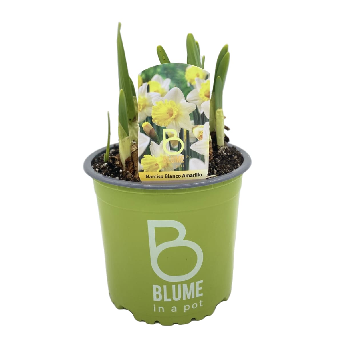 Narcisos en macetero plástico4