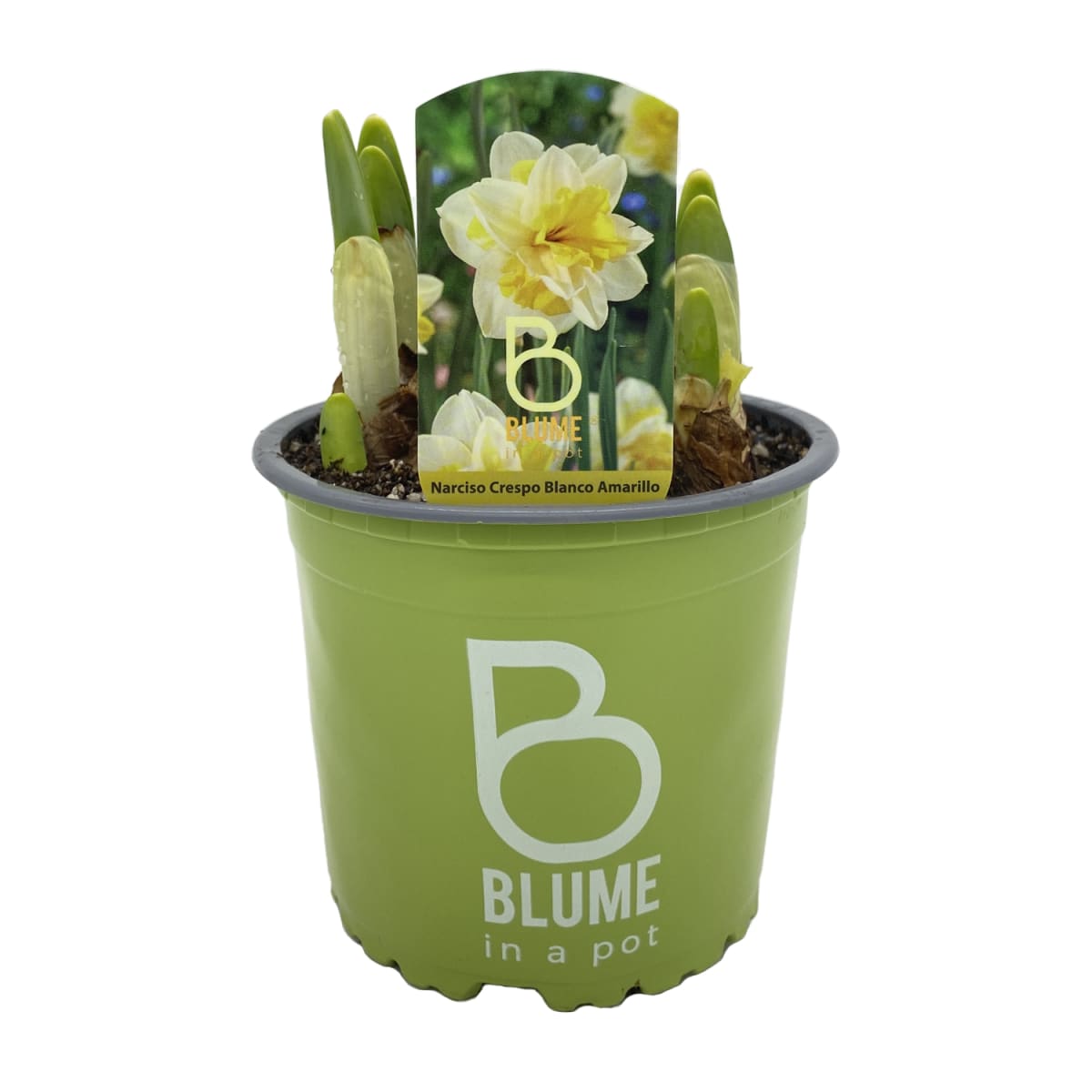 Narcisos en macetero plástico6