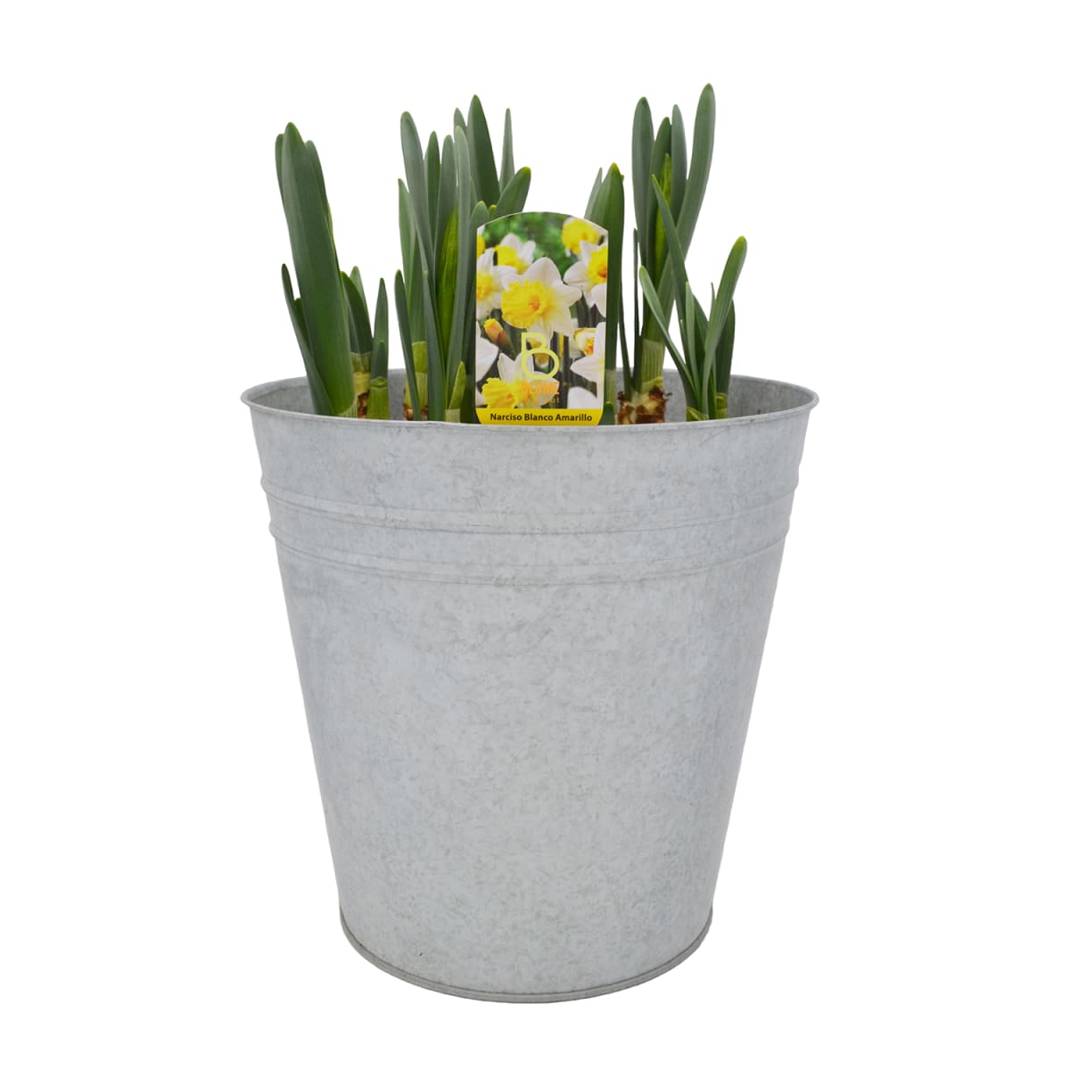 Latón grande con narcisos2