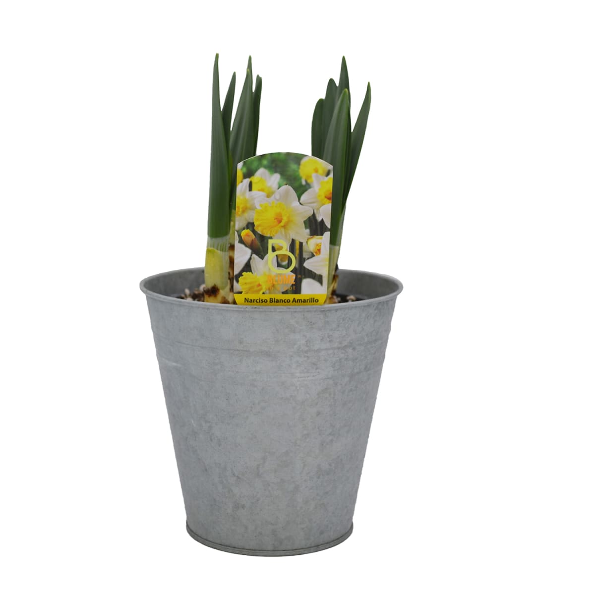 Narcisos en macetero de latón4