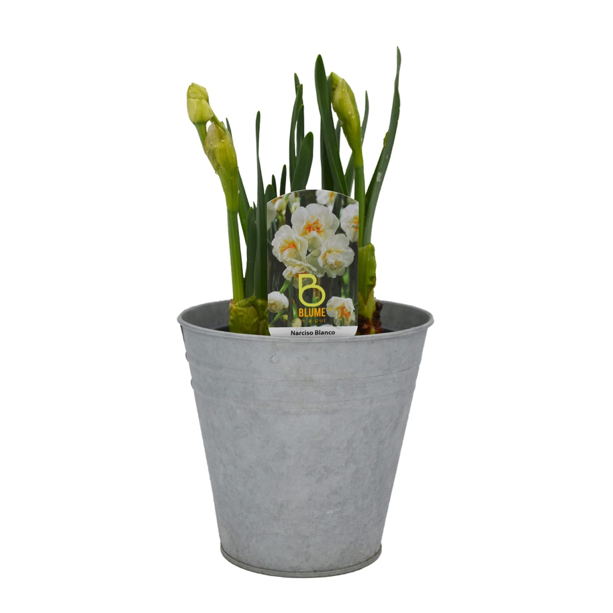 Narcisos en macetero de latón2