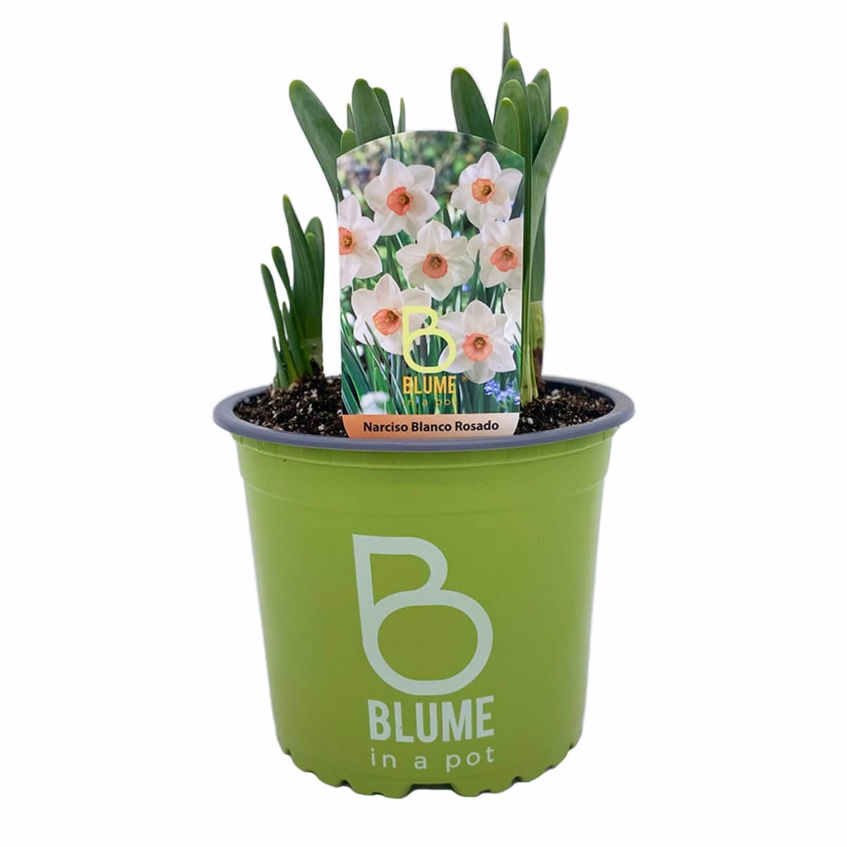 Narcisos en macetero plástico7