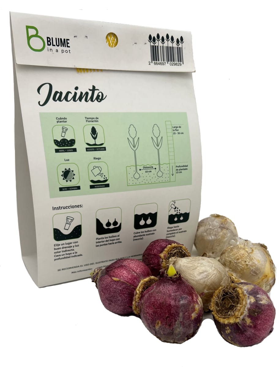 Pack 7 Bulbos Jacintos2