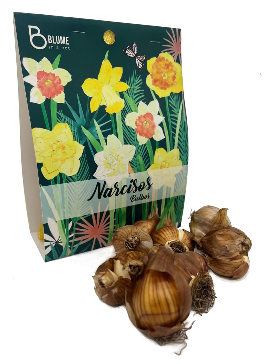 Pack 7 Bulbos Narciso1